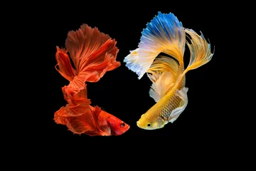 Fotobehang Het ontroerende moment mooi van rode en gele siamese betta vis of halve maan splendens vechten vis in thailand op zwarte achtergrond. Thailand noemde Pla-kad of dumbo big ear fish. © Soonthorn