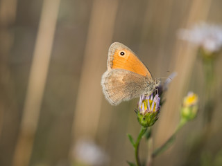 Obraz premium The small heath ( Coenonympha pamphilus ) butterfly sitting on a blooming flower