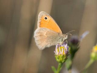 The small heath ( Coenonympha pamphilus ) butterfly sitting on a blooming flower