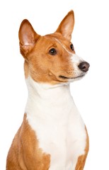 Basenji Dog on Isolated White Background in studio