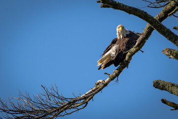 Bald Eagles