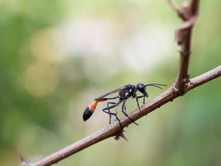 Red-banded sand wasp ( Ammophila sabulosa ) sitting on a twig