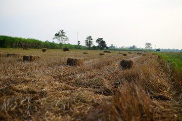 Fototapeta premium Rice Straw hay in the countryside farm with morning sky