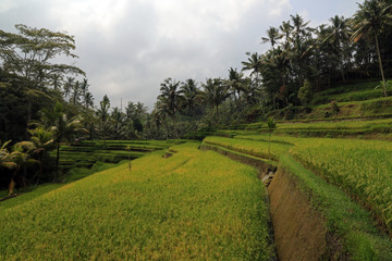 Terraced rice fields close to Gunung Kawi Temple and Funerary complex, Tampaksiring, Bali, Indonesia 