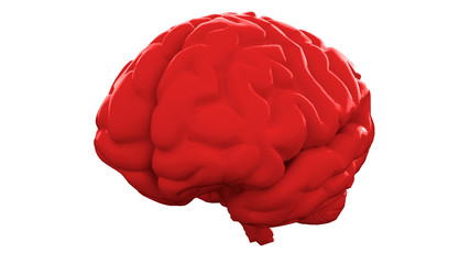 Red Human brain on white background. Anatomical Model, 3d illustration