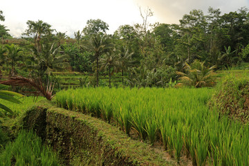Fototapeta na wymiar Terraced Rice Fields, Jatiluwih, Bali, Indonesia 