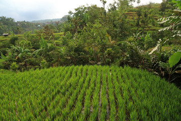 Fototapeta na wymiar Terraced Rice Fields, Jatiluwih, Bali, Indonesia 