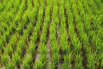 Rice fields, Jatiluwih, Bali, Indonesia 