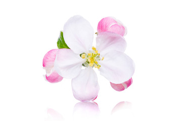 apfelblüte