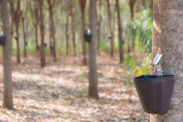 Coleta de latex para produção de borracha