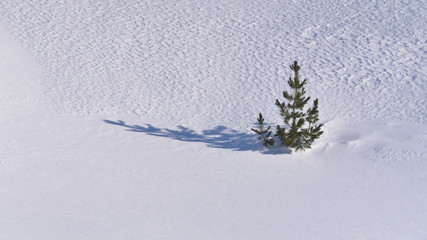 singolo pino verde immerso nel prato innevato