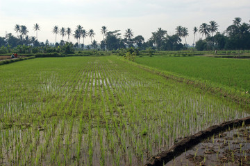 Fototapeta na wymiar Rice fields close to Ubud, Bali, Indonesia