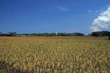 Rice fields close to Ubud, Bali, Indonesia