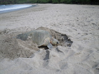 tortue