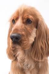 Cocker Spaniel Photoshoot 