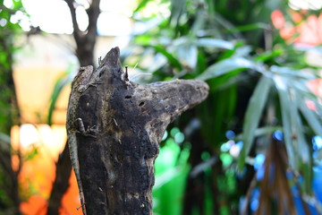 The Brown Chameleon resting on the wooden log
