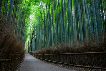 嵯峨野・竹林