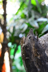 The Brown Chameleon resting on the wooden log