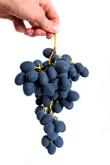  Grapes harvest. Farmers hands with freshly harvested black grapes. The hand holds a cluster of black grapes