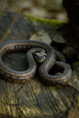 Natrix, Snake, Colubridae in the forest, close up.