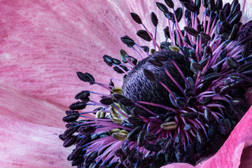 Fototapety  Beautiful blooming Anemone flower closeup. Macro photo of a picturesque flower. Red flower with blue-purple center.