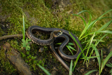 Natrix, Snake, Colubridae in the forest, close up.