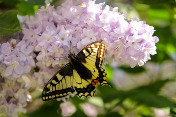Eastern tiger swallowtail butterfly in spring in garden with purple flowers of syringa lilac tree. Selective focusing on eye area of butterfly. Spring season, springtime, background and wallpaper.