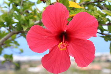 Hibiskusblüte in voller roter Pracht © Heino