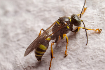 Macro photography of insect on window in living room