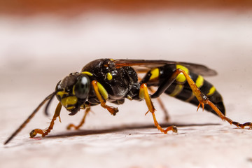 Macro photography of insect on window in living room