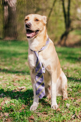 dog pooch in the park, a walk outside, spring has come