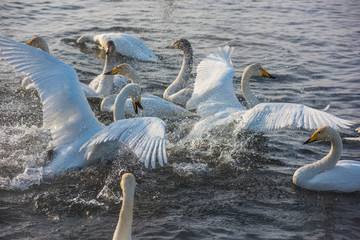 Fighting white whooping swans swimming in the nonfreezing winter lake. The place of wintering of swans, Altay, Siberia, Russia.