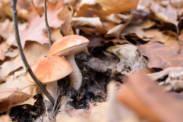 White mushrooms in the autumn forest on the background of yellow leaves