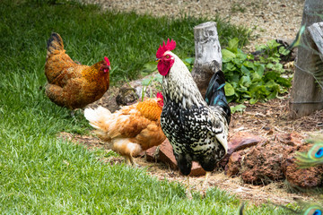 Galo e galinhas