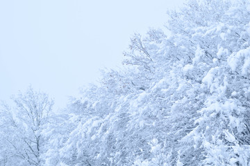 Landscapes of the winter forest with falling snow - wonderland park with snowfall. Snowy winter landscape scene - Image