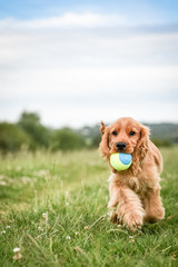 Fototapeta premium 3 Month Old Puppy Walk