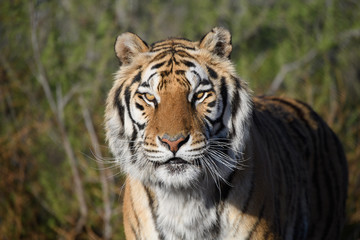 Fototapeta premium Tygrys pozuje w słońcu na naturalny portret