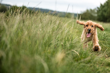 3 Month Old Puppy Walk