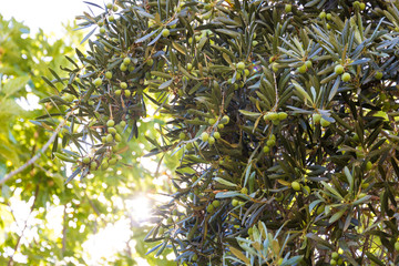 Obraz na płótnie Canvas Olive tree with the fruits of green olives in the sun.