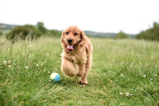 3 Month Old Puppy Walk