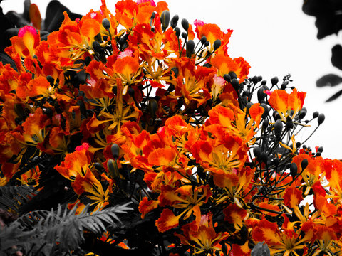 Flor vermelha