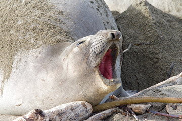 Female elephant seal pregnant hauling out on the beach in Central California, mouth open vocalizing.