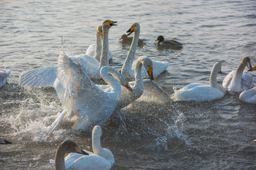 Fighting white whooping swans swimming in the nonfreezing winter lake. The place of wintering of swans, Altay, Siberia, Russia. © olinchuk