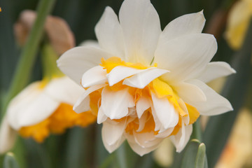 Fototapeta na wymiar tilted daffodil