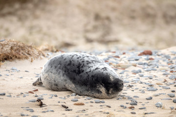 Fototapeta na wymiar A grey seal lies on the beach on Helgoland