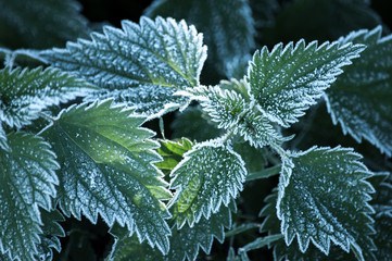 Brennesselpflanze mit weisem Frost