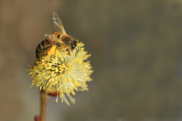 Biene auf Weidenkätzchen-Salix