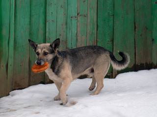 Dog with a big donut in his mouth