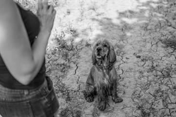 Cocker Spaniel Summer Walk