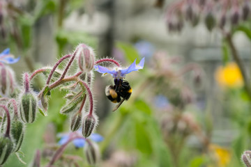 Bumblebee on borago officinalis flower, also known as a starflower, is an annual herb in the flowering plant family Boraginaceae